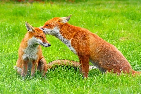 red-foxes-3757773_640