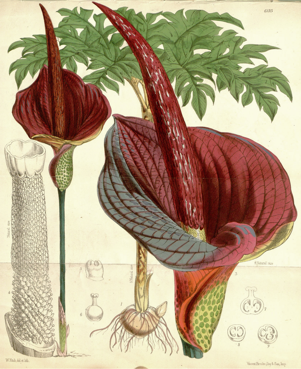 800px-Amorphophallus_konjac_CBM