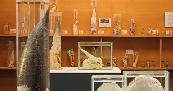 9-Icelandic-Phallological-Museum
