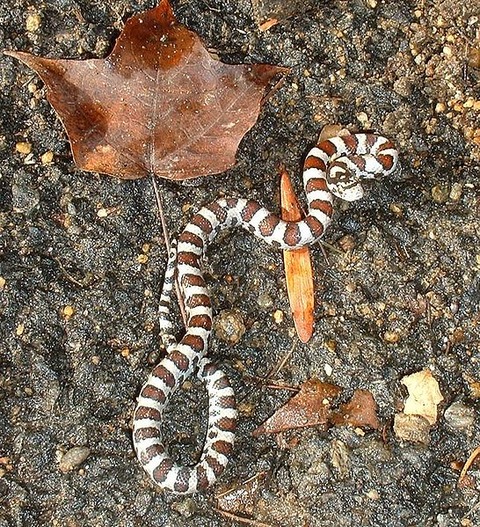 546px-Autumn_milksnake