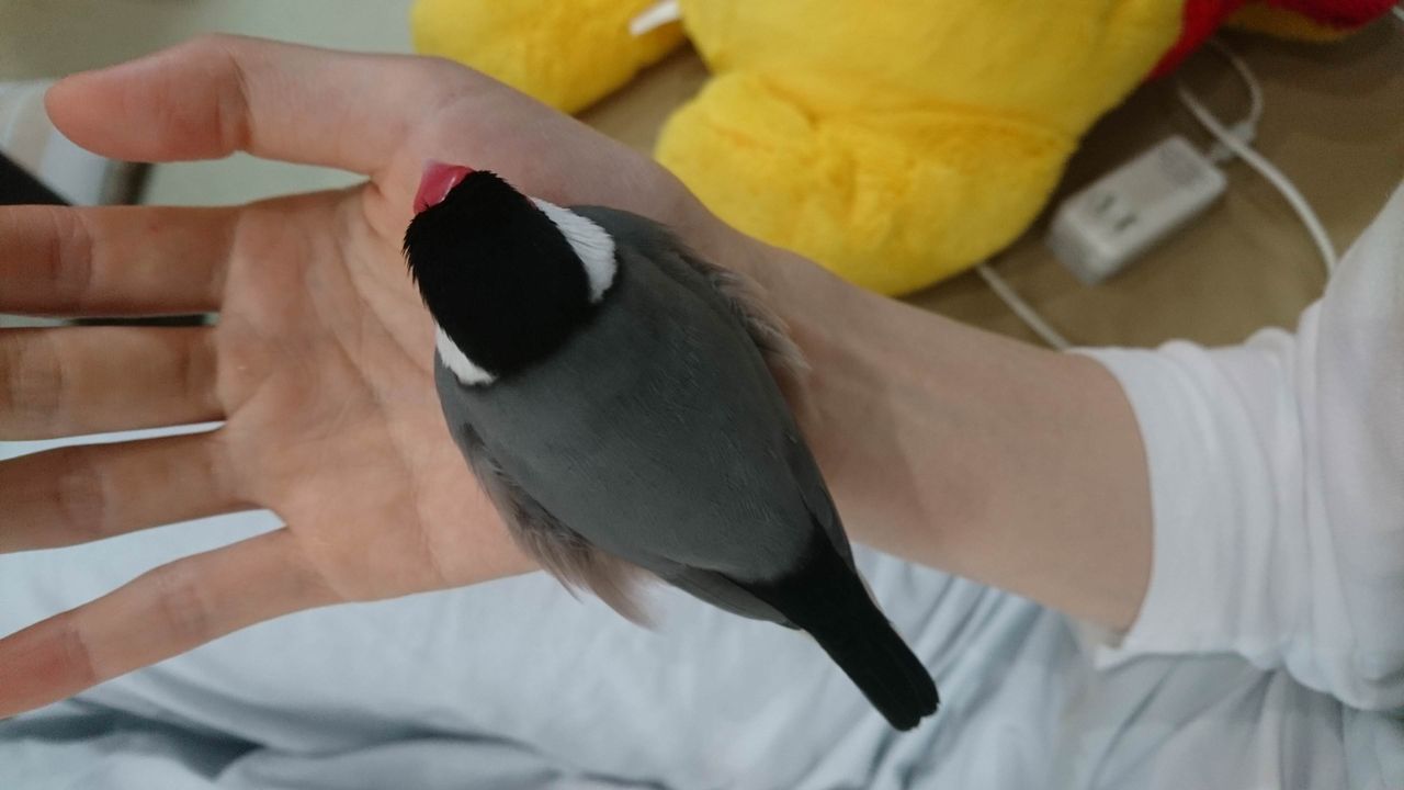 うちの文鳥が可愛いから見てくれ 不思議 Net