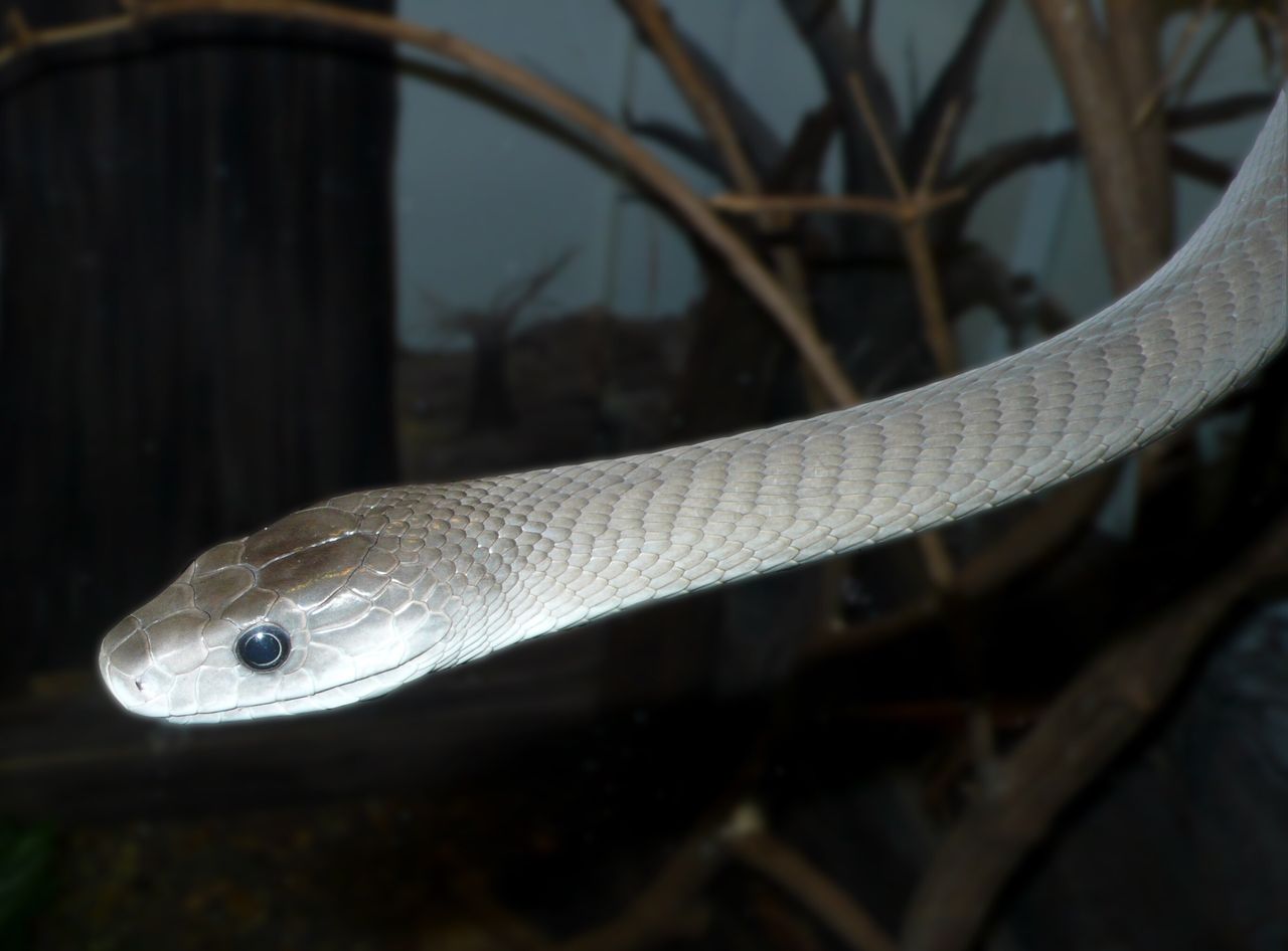 へび注意 毒ヘビには魅力的な名前も多い 生態も含めて紹介していく レプタイルチャンネル