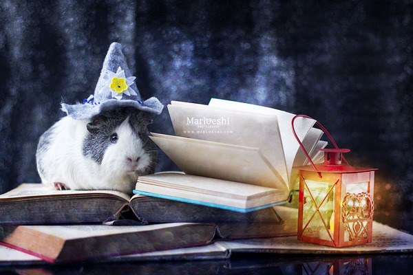 Mieps-the-photogenic-piggy-57da555a253a1__880
