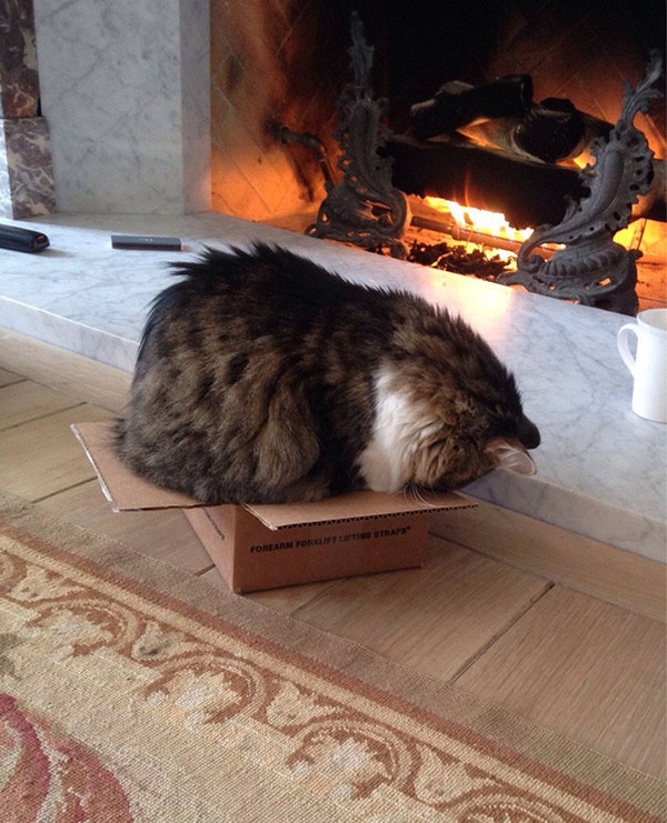 funny-cats-sleeping-weird-positions-148-5c0fa92e01351__605