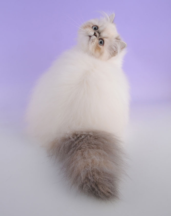 29_himalayancat