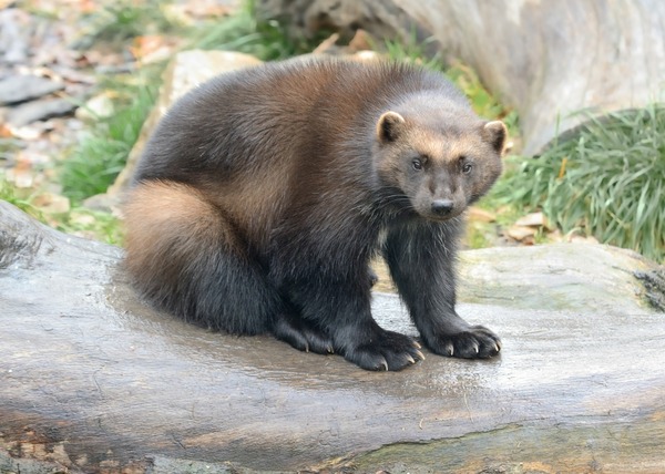 shutterstock_337616084