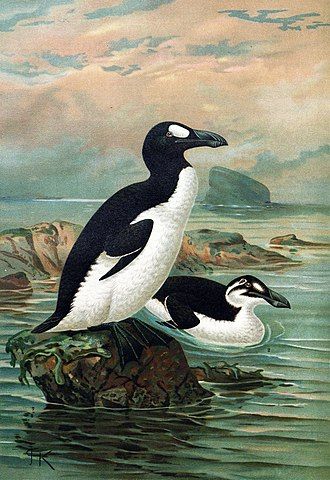 330px-Keulemans-GreatAuk