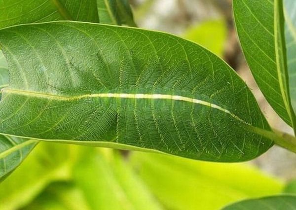 camouflaged-animals-20