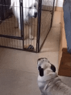 Gif イッヌ 離せ 離すんや うぉぉぉぉおお 不思議 Net Gif イッヌ 離せ 離すんや うぉぉぉぉおお 不思議 Net