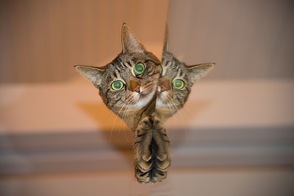 cat-697113_640