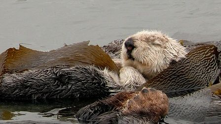 ラッコ 貝殻割るために進化したろ 分かる 不思議 Net