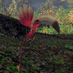 colibri