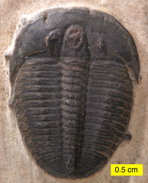 ElrathiakingiUtahWheelerCambrian
