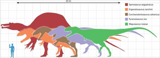 ティラノサウルス13