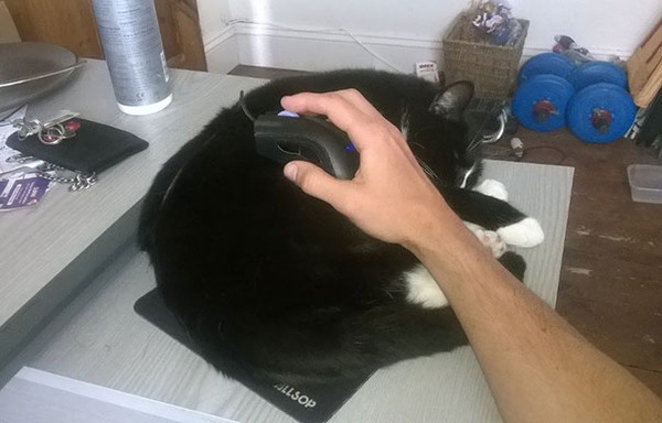 funny-cats-sleeping-weird-positions-110-5c0f84c42bc98__605