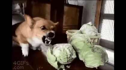 Gif 犬のご飯に対する執着心くっそワロタwwwwwwwwwwww 不思議 Net Gif 犬のご飯に対する執着心くっそワロタwwwwwwwwwwww 不思議 Net