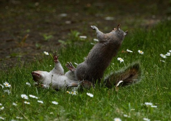 PAY-PROD-THEYRE-NUTTERS-NINJA-SQUIRRELS-SNAPPED-IN-AERIAL-DUEL-1