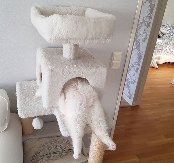 funny-cats-sleeping-weird-positions-177-5c0fab90e3c3d__605