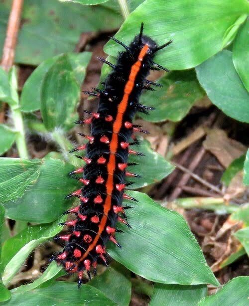 閲覧注意 庭にクソヤバイ虫がいる 不思議 Net