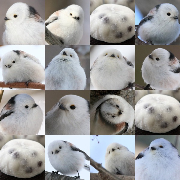 画像 冬のスズメは太っててめっちゃカワイイwwww 不思議 Net 画像 冬のスズメは太っててめっちゃカワイイwwww 不思議 Net