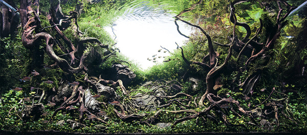 aquarium-22