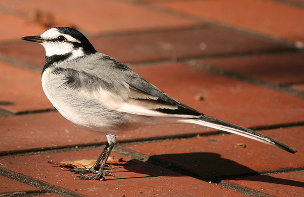 800px-Motacilla_alba_lugens