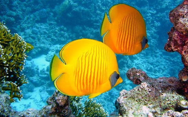 lemon-butterflyfish-ge2540da5e_640