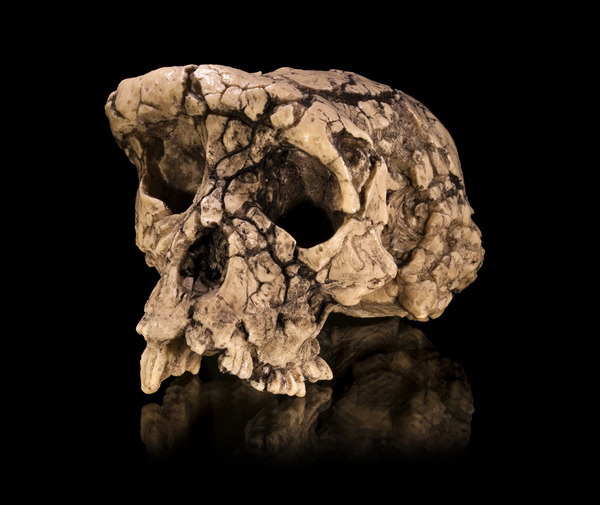 Sahelanthropus_tchadensis_-_TM_266-01-060-1