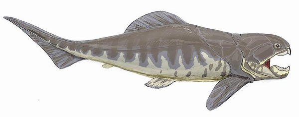 800px-Dunkleosteus_interm1DB