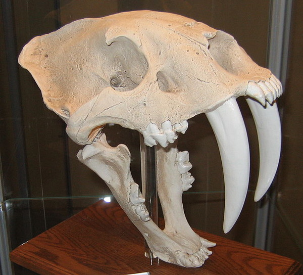 661px-Smilodon01