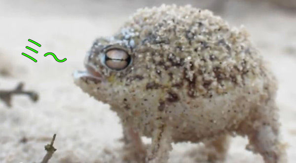 【生物】生きるために膨らむ動物たち
