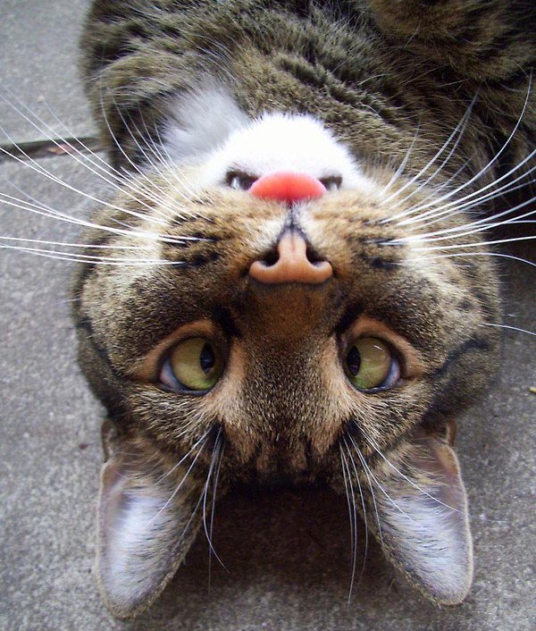 Animali-divertenti-600-11