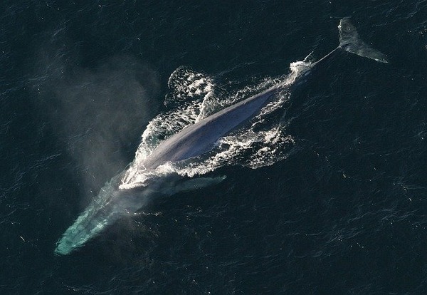 blue-whale-1198719_640