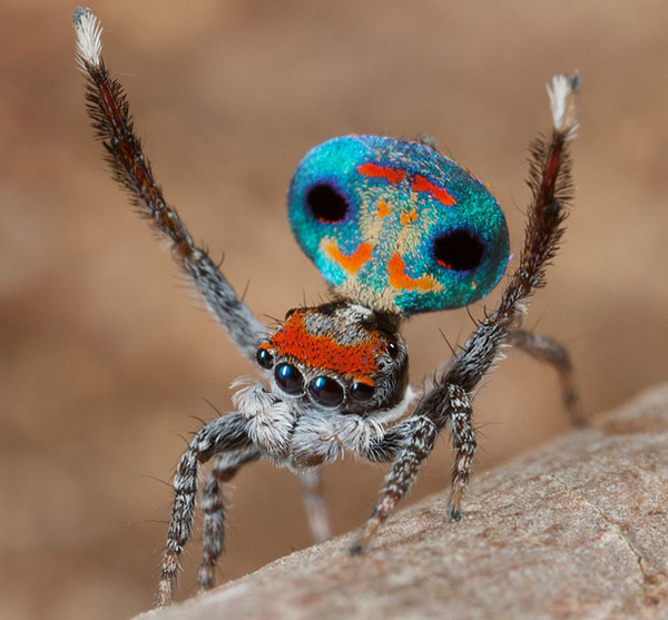 peacockspider7