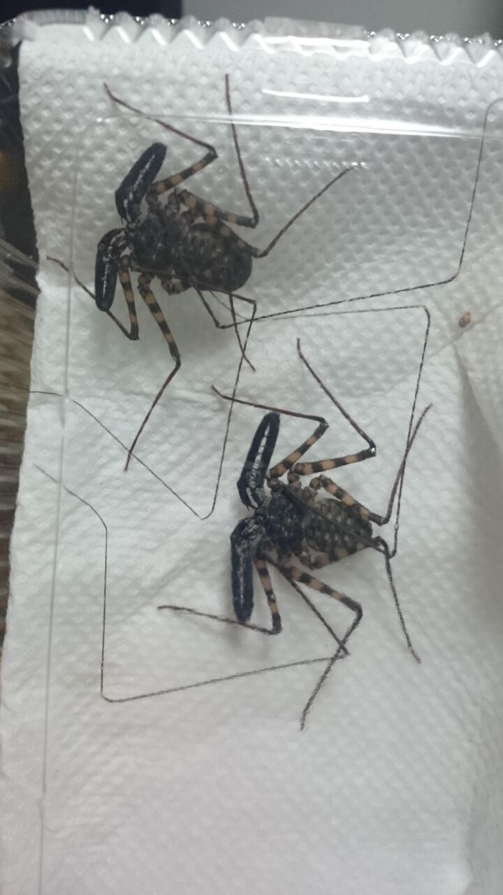 閲覧注意 世界一キモい虫を買ってきたったｗｗｗｗｗｗｗ 不思議 Net