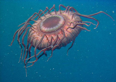 census-marine-life-deep-sea-jellyfish_24126_big