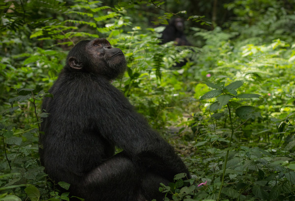 shutterstock_563763046