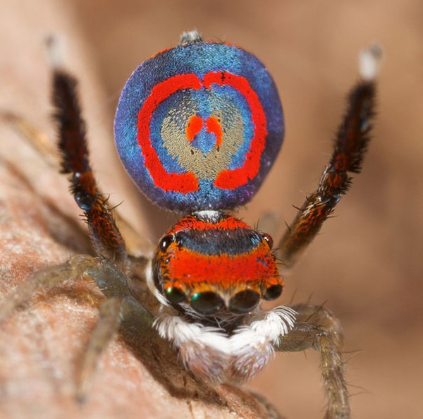 peacockspider4