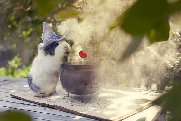 Mieps-the-Guinea-Pig-57cef7f446131__880