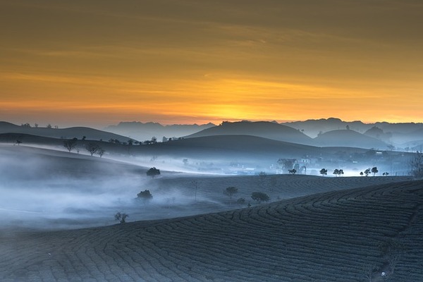 tea-plantation-g652e91b46_640