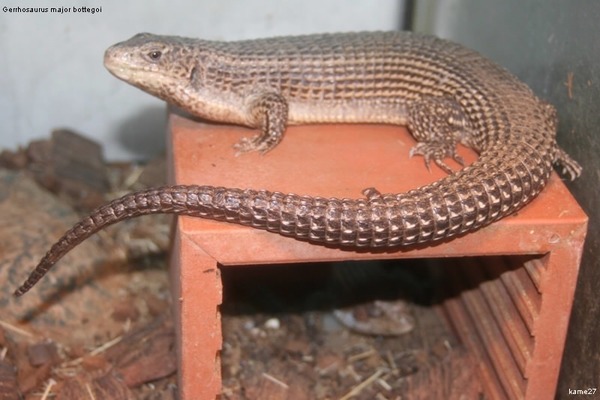 このトカゲ美しすぎんだろ ドラゴンみたいでかっこいいトカゲ画像まとめ 不思議 Net このトカゲ美しすぎんだろ ドラゴンみたいでかっこいいトカゲ画像まとめ 不思議 Net