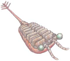 サロトロケルクス