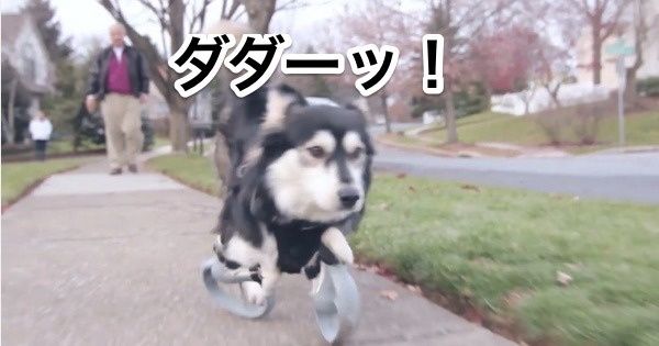 犬　３Dプリンター