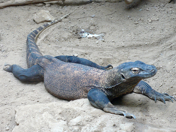 800px-Varanus_komodoensis_(2)