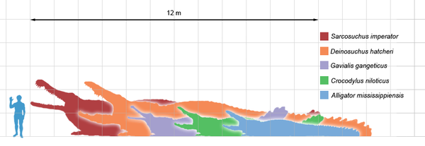 Crocodilians_scale