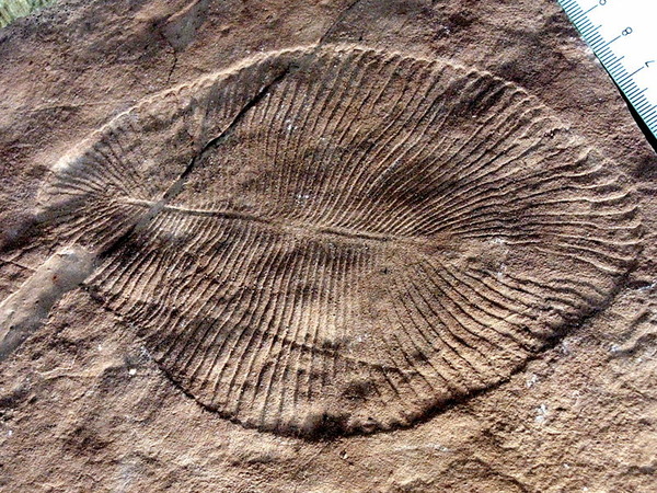 800px-DickinsoniaCostata