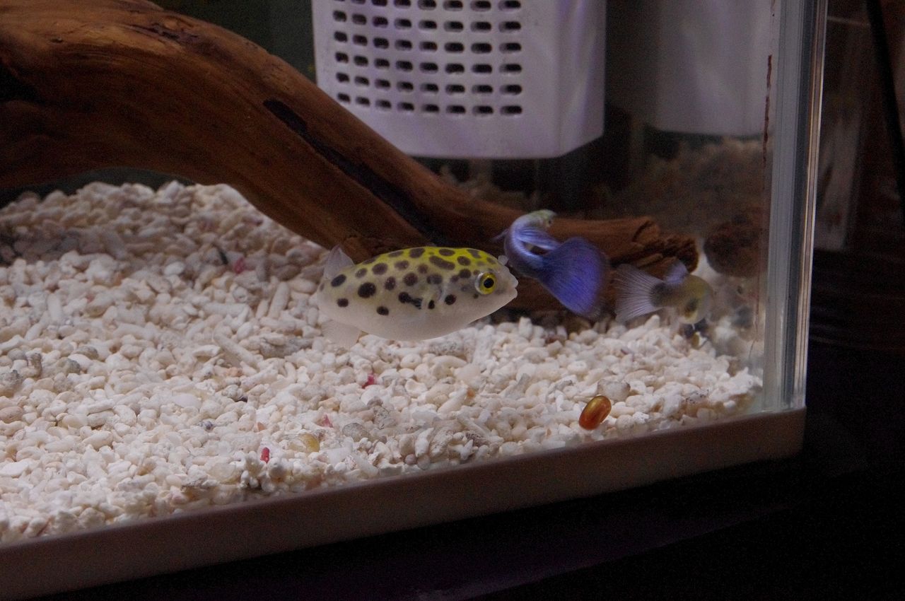 ミドリフグって超絶賢いと思う 実際に飼って観察してたら興味深いことが分かった 不思議 Net