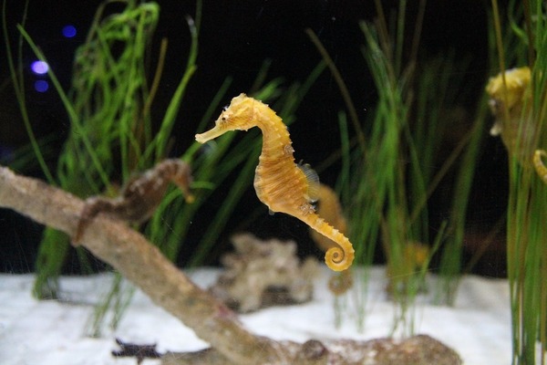 sea-horse-1176394_960_720