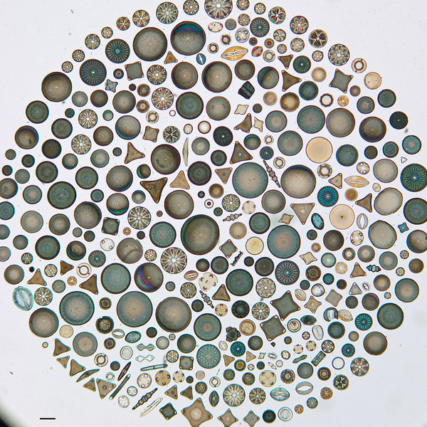 diatom-2