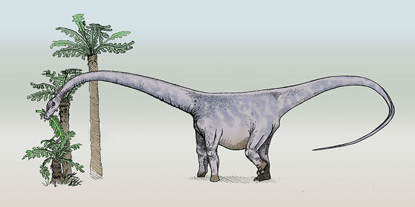 800px-Barosaurus-sketch3